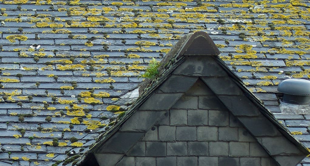 Old worn roof with moss growth